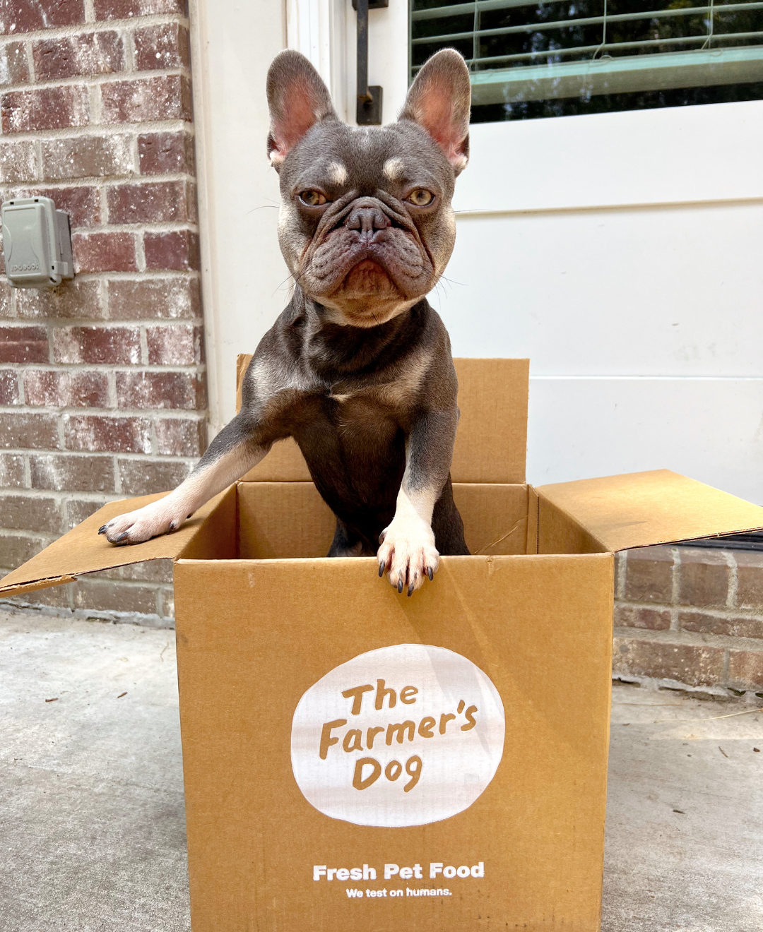 French Bulldog standing with paws on a The Farmer’s Dog box, looking serious outside a brick house.