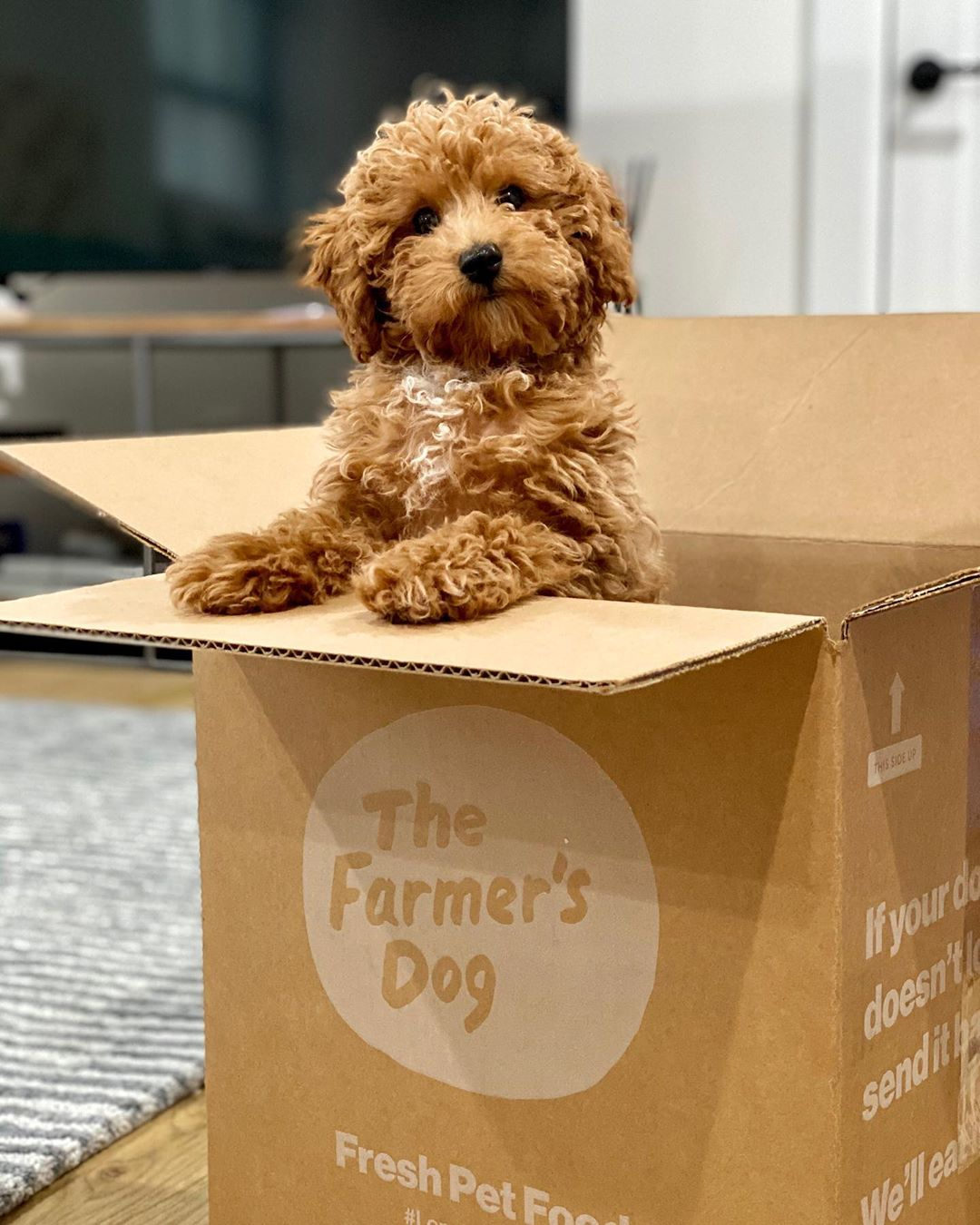 Fluffy apricot-colored puppy sitting inside a The Farmer’s Dog delivery box at home.