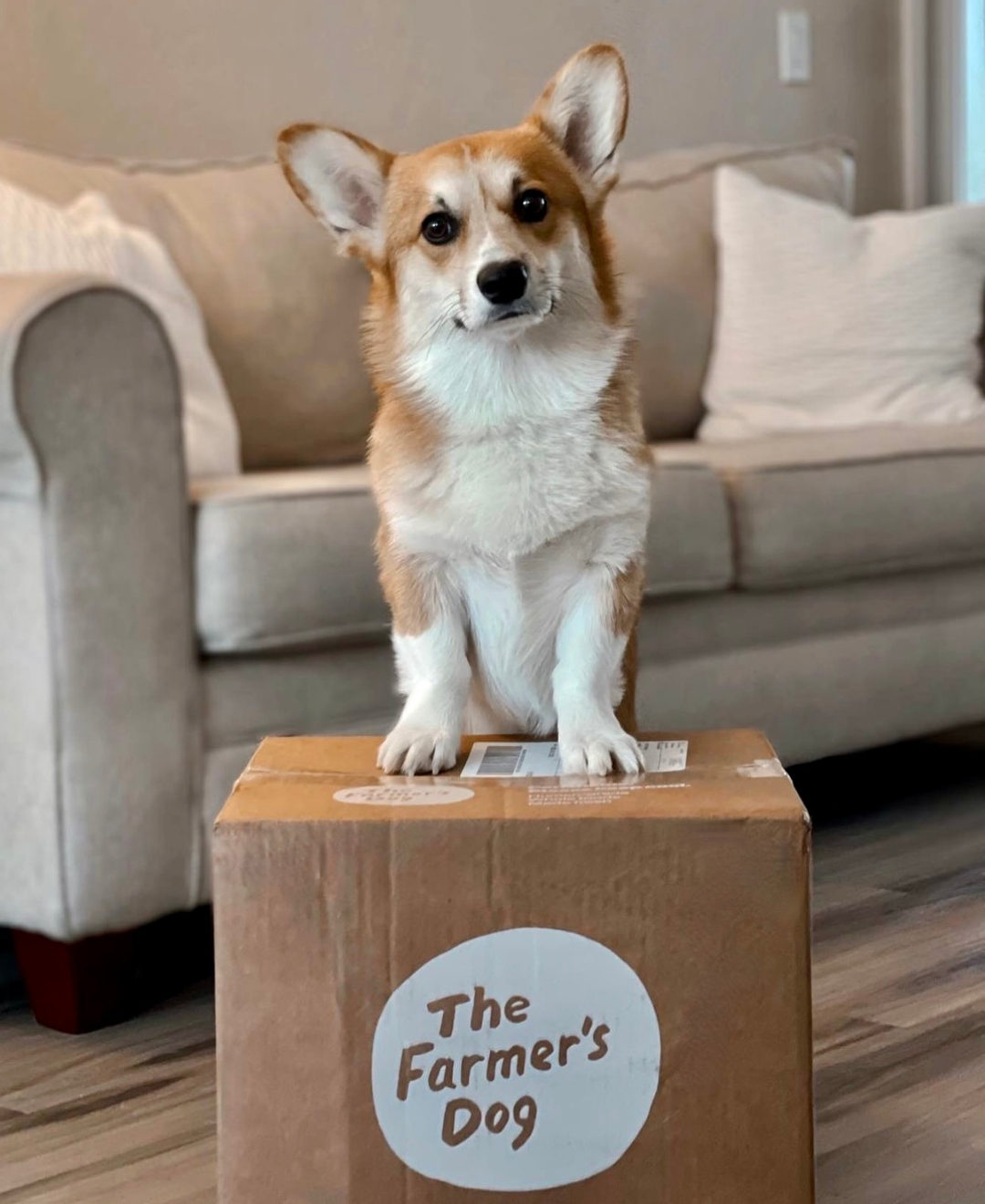 Corgi standing on top of a The Farmer’s Dog box indoors in front of a sofa.