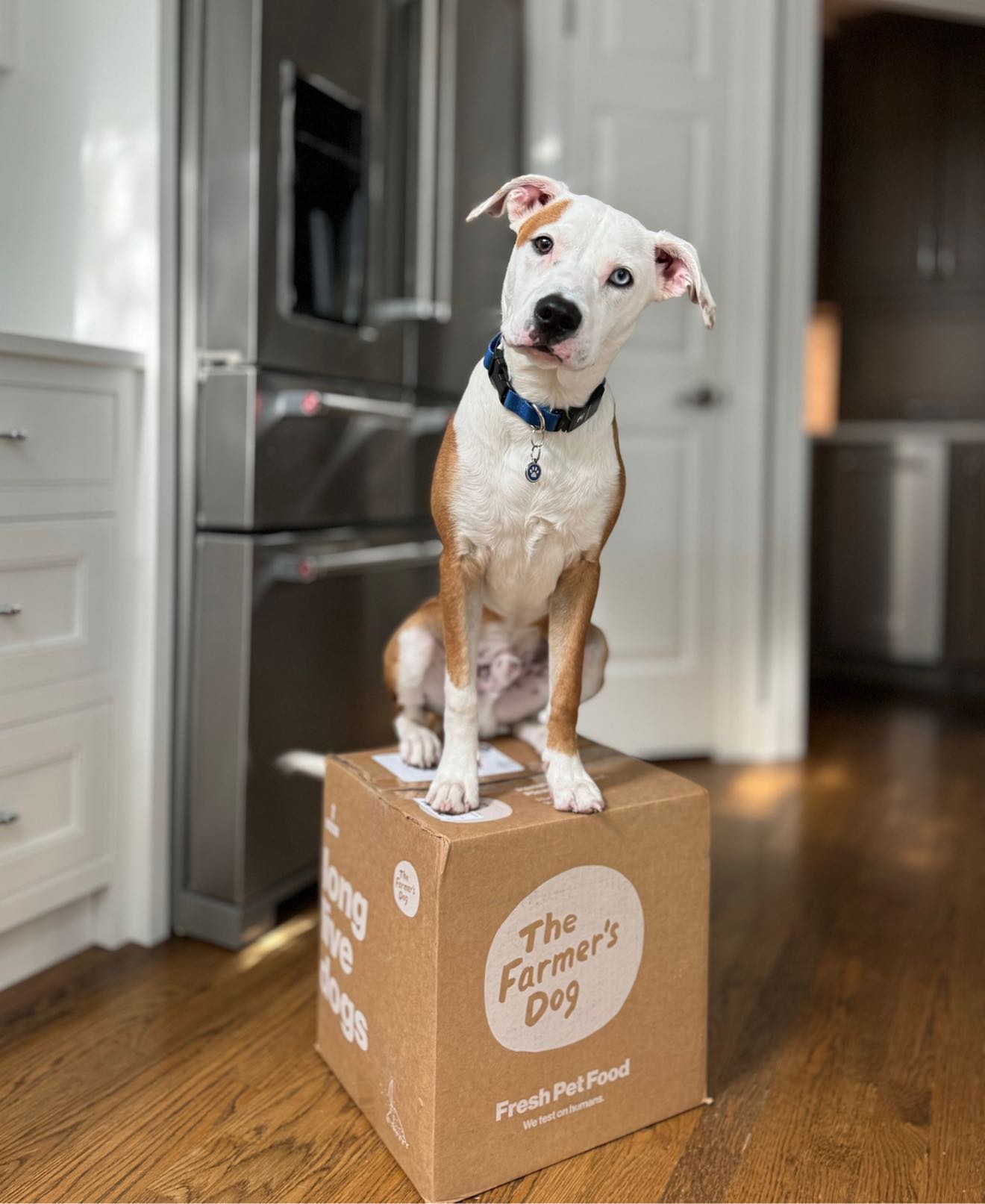 Pitbull mix dog with heterochromia sitting on a The Farmer’s Dog box in a modern kitchen.