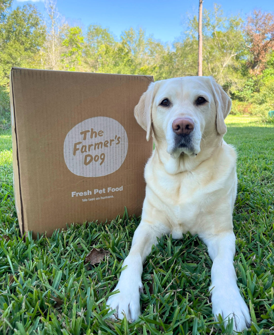 Yellow Labrador lying on grass next to a large The Farmer’s Dog box outdoors.