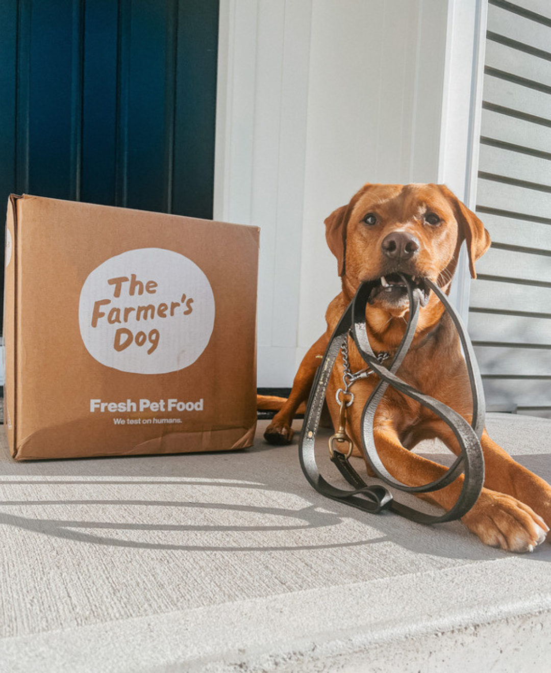 Brown dog holding leash in mouth next to The Farmer's Dog box on a porch