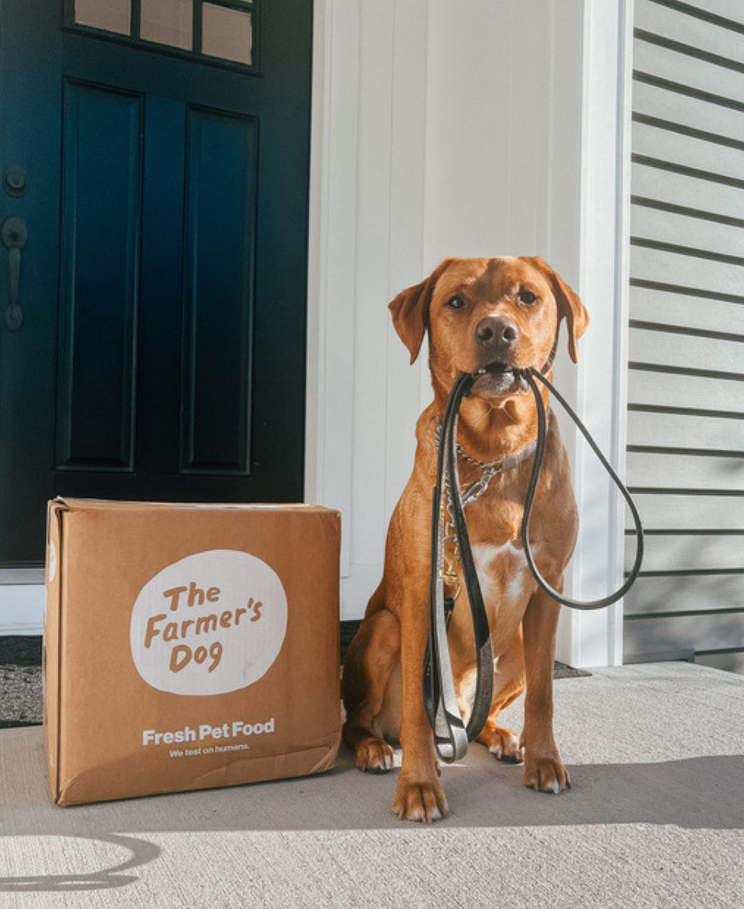 Brown dog sitting with leash in mouth beside The Farmer's Dog box outside a front door
