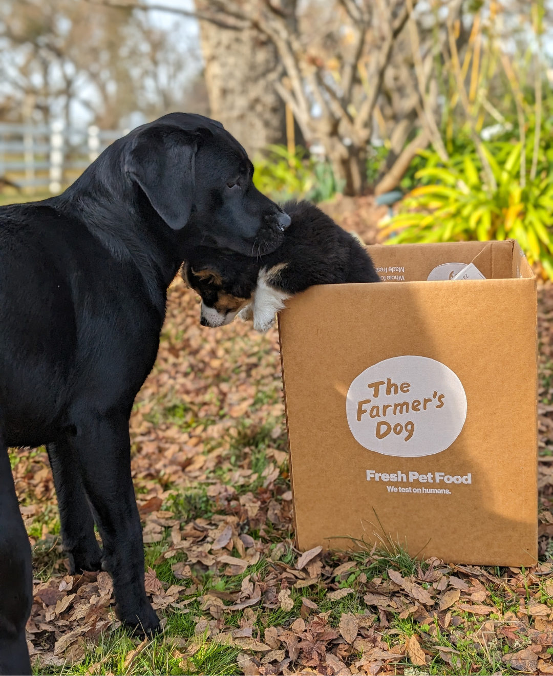 Black dog nuzzling small puppy inside The Farmer's Dog box outdoors