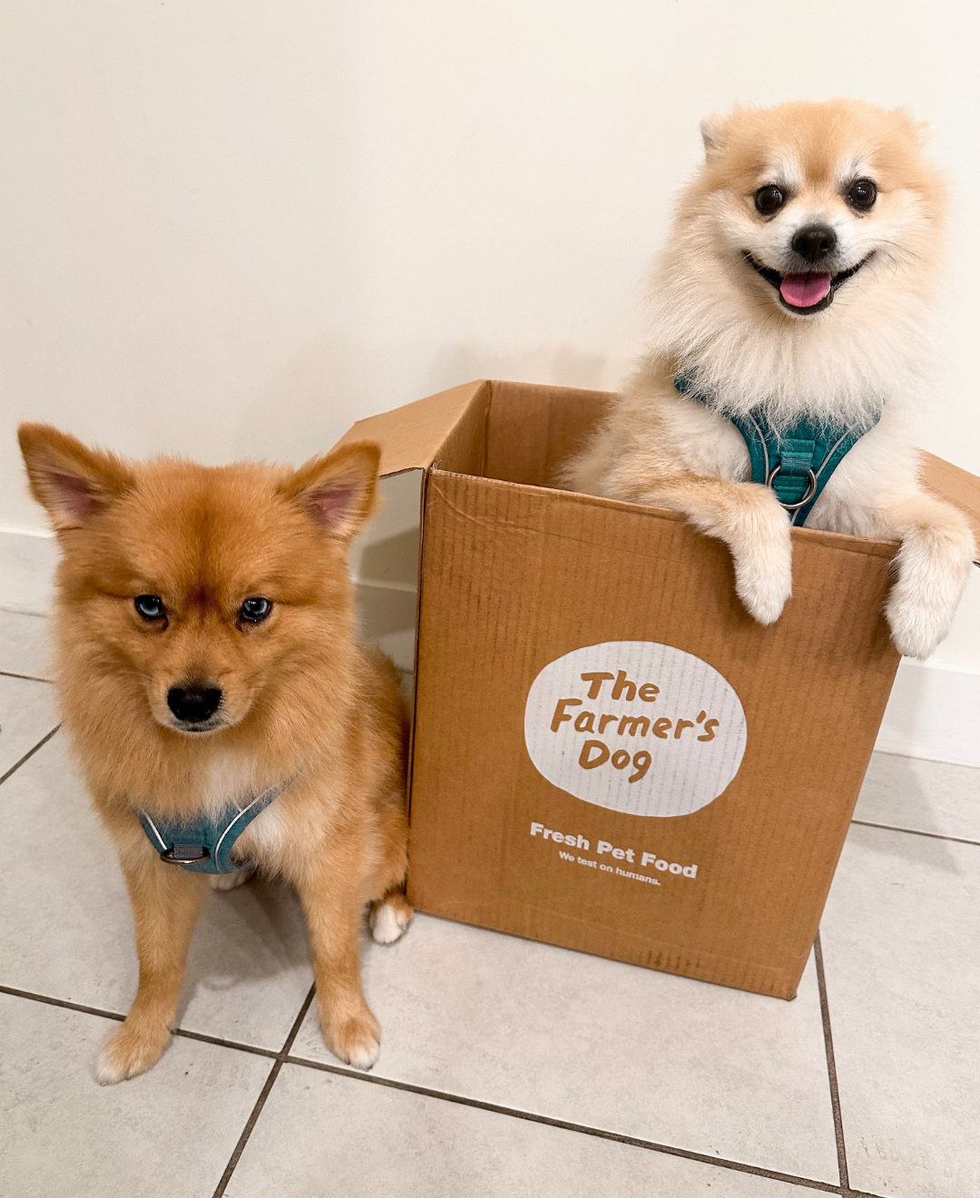 Two fluffy dogs sitting with one inside The Farmer's Dog box on a tiled floor