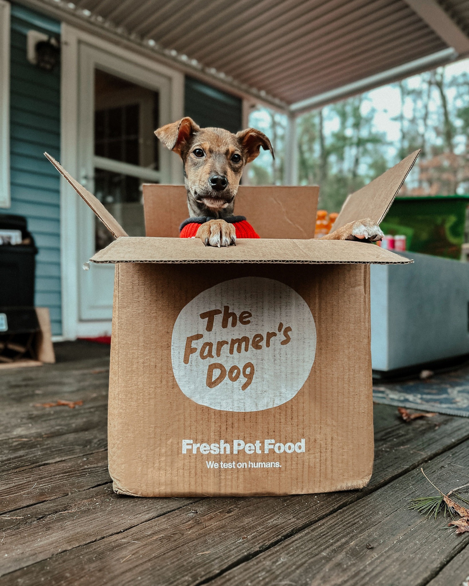 Small puppy in red sweater sitting inside The Farmer's Dog box on a wooden deck.