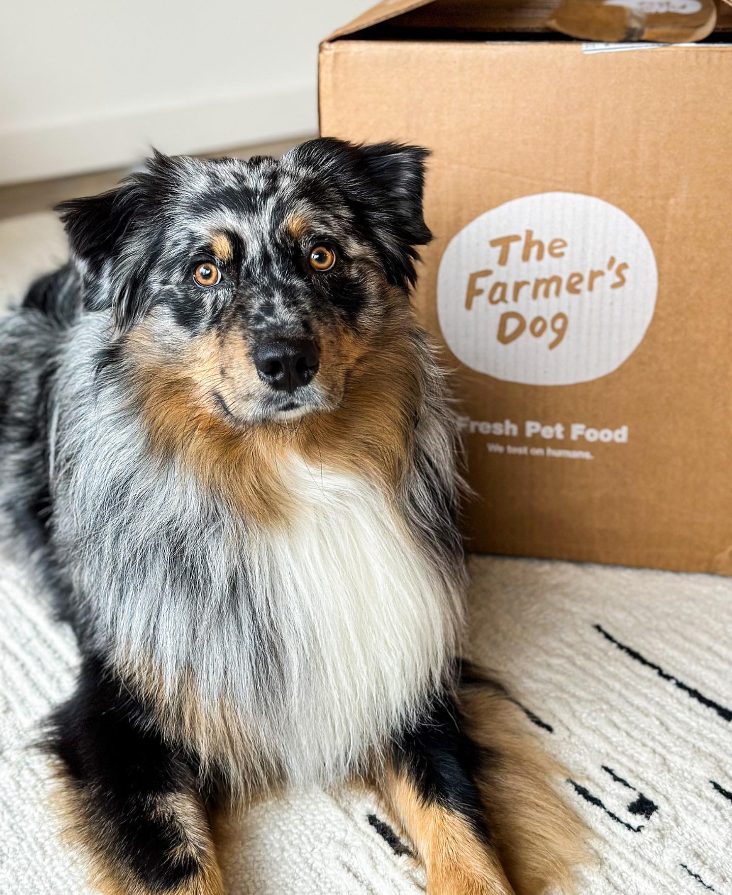 Australian Shepherd sitting beside The Farmer's Dog box on a white rug.