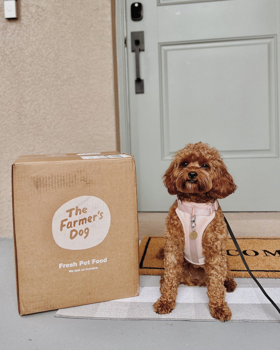 Small brown dog in pink harness sitting next to The Farmer's Dog box on a doormat.