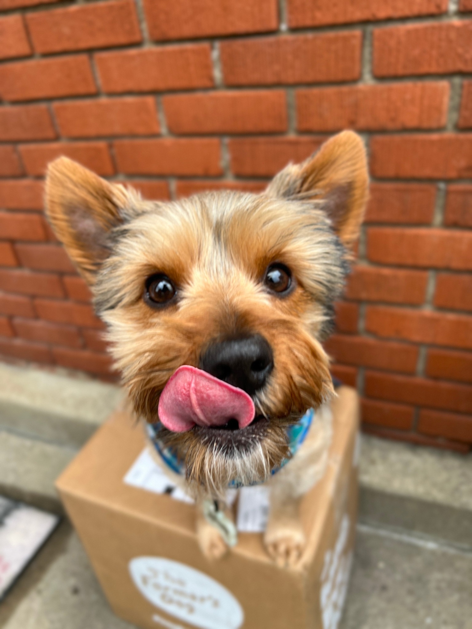 Yorkshire Terrier licking nose while standing on The Farmer's Dog box.