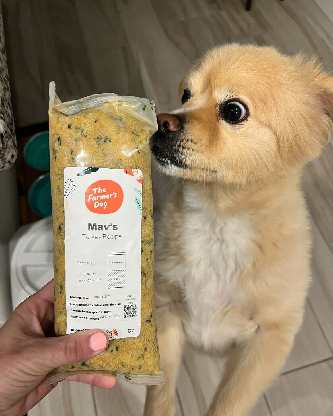 Small cream-colored dog sniffing a pack of The Farmer's Dog food labeled 'Mav's Turkey Recipe'