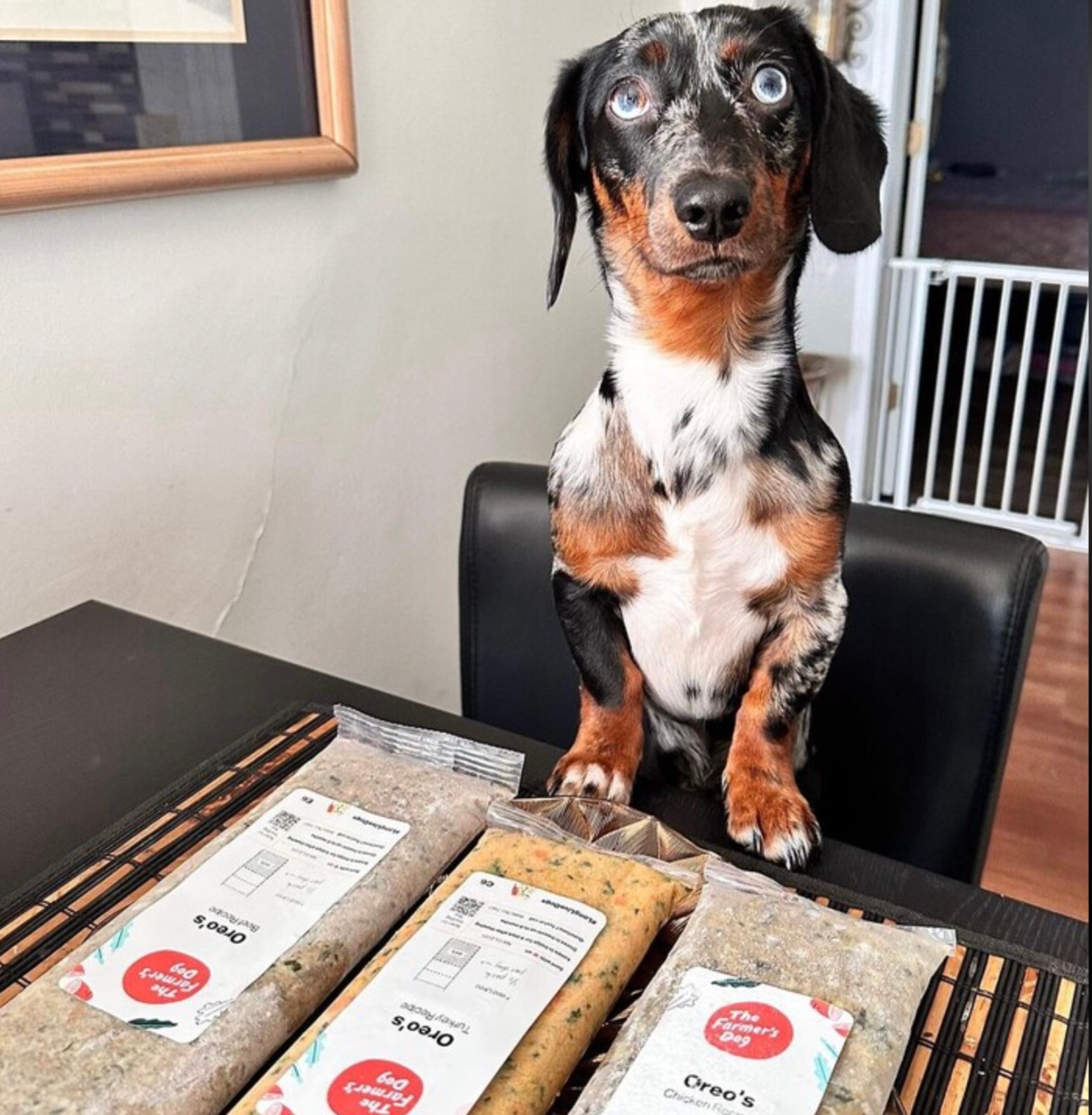 Dachshund with blue eyes sitting at a table with three The Farmer's Dog food packs