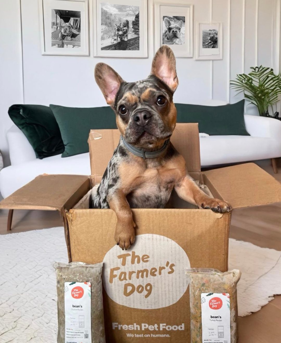 French Bulldog sitting in The Farmer’s Dog box with two packs of fresh food in a cozy living room.