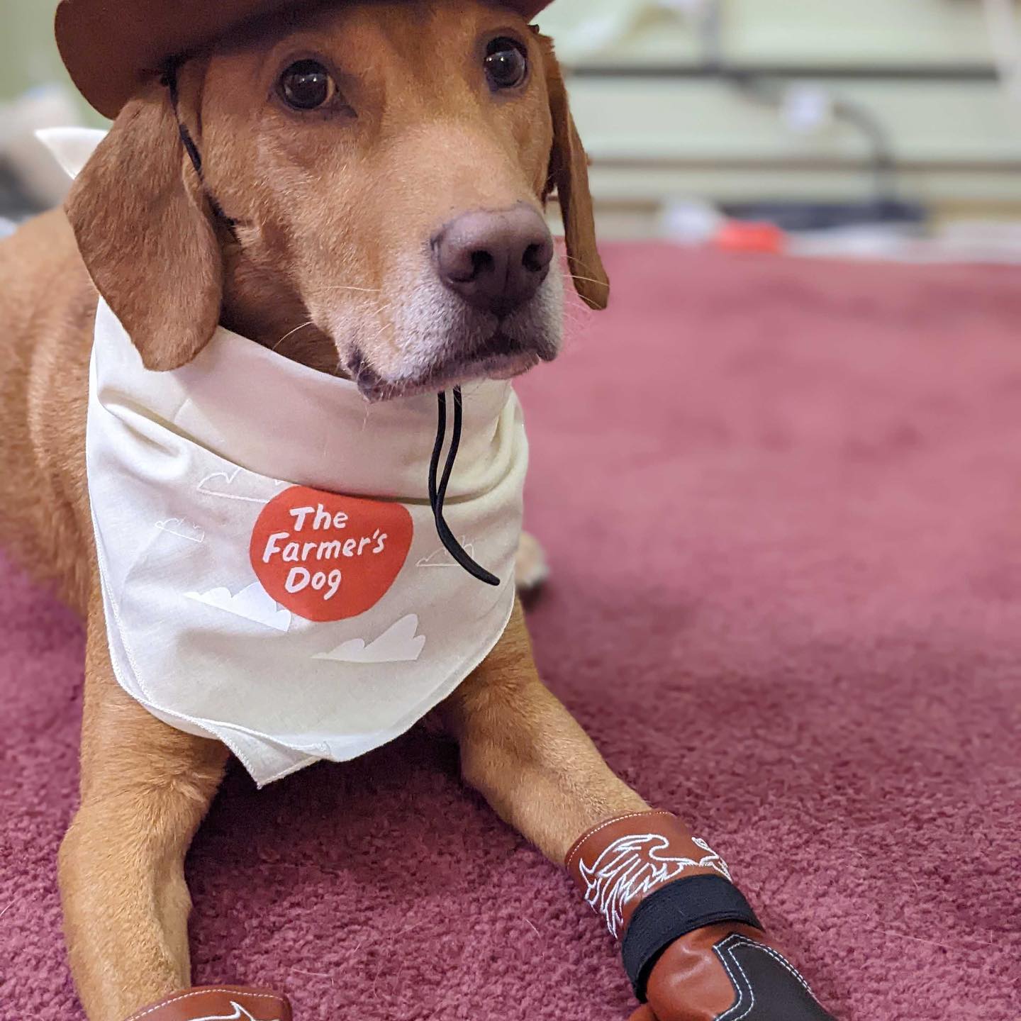 Dog wearing cowboy outfit with The Farmer's Dog branded bandana and gloves
