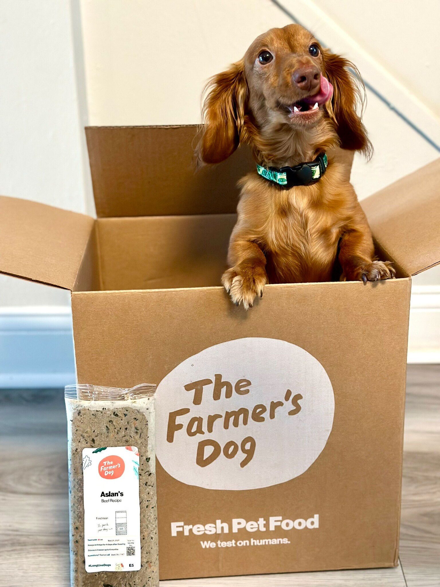 Dachshund sitting in The Farmer’s Dog box next to a pack of beef recipe fresh food.