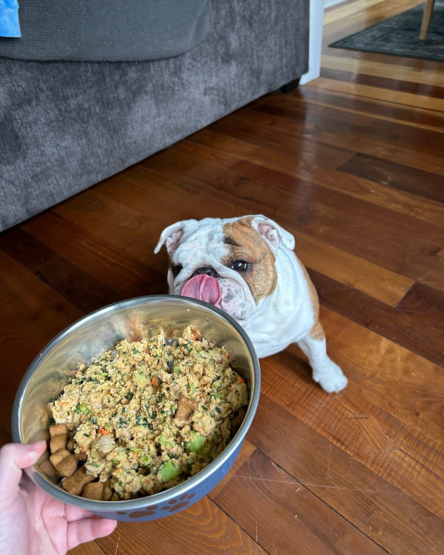 Bulldog eagerly licking lips while looking at a bowl of The Farmer’s Dog fresh food.
