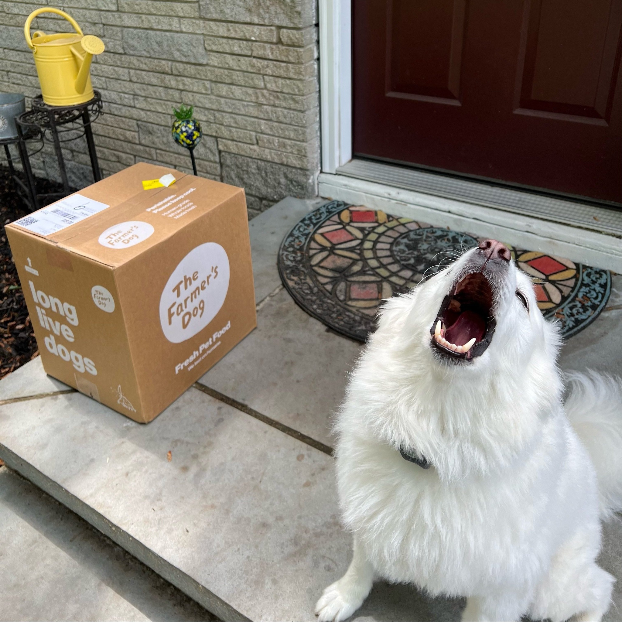 Excited white dog howling next to The Farmer’s Dog delivery box at the front door.
