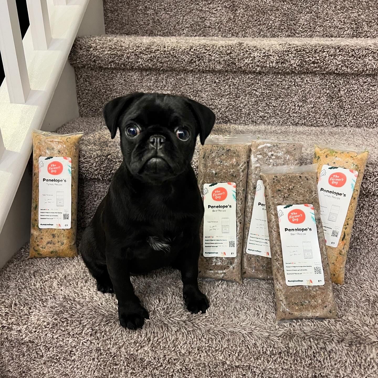 Black pug sitting on stairs surrounded by packs of The Farmer’s Dog fresh meals.