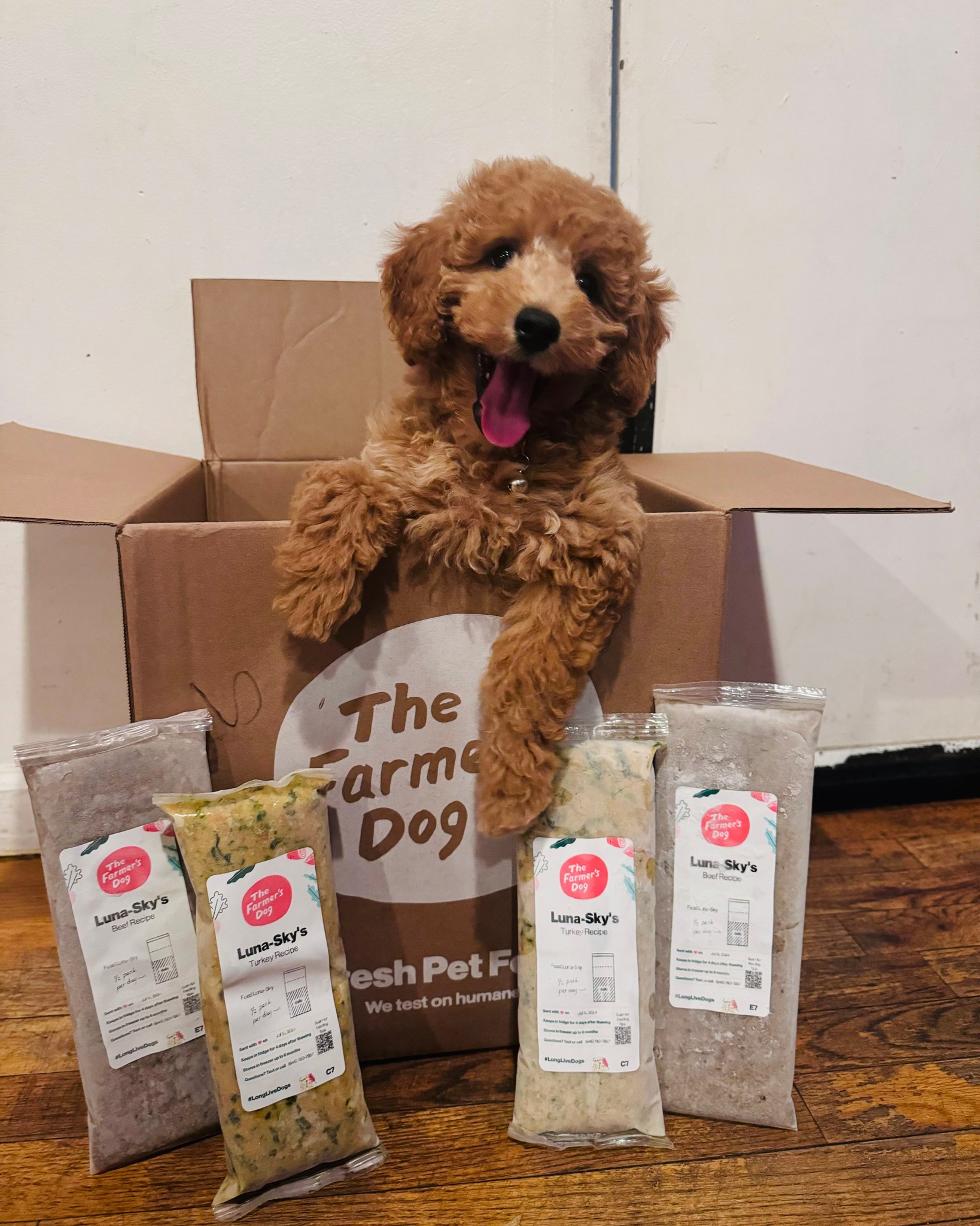 Curly-haired puppy sitting in The Farmer’s Dog box with packs of fresh meals around.