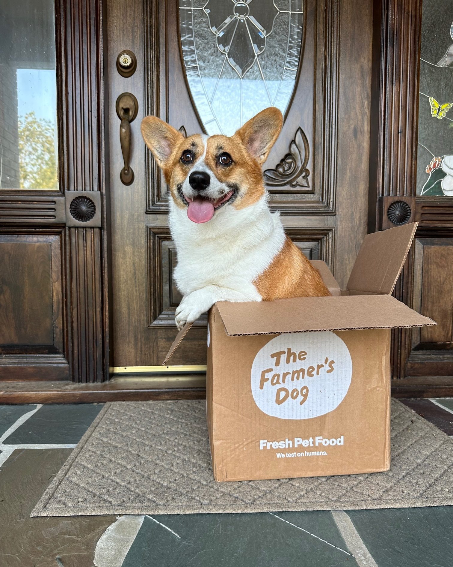 Corgi happily sitting in The Farmer’s Dog box in front of a wooden door.