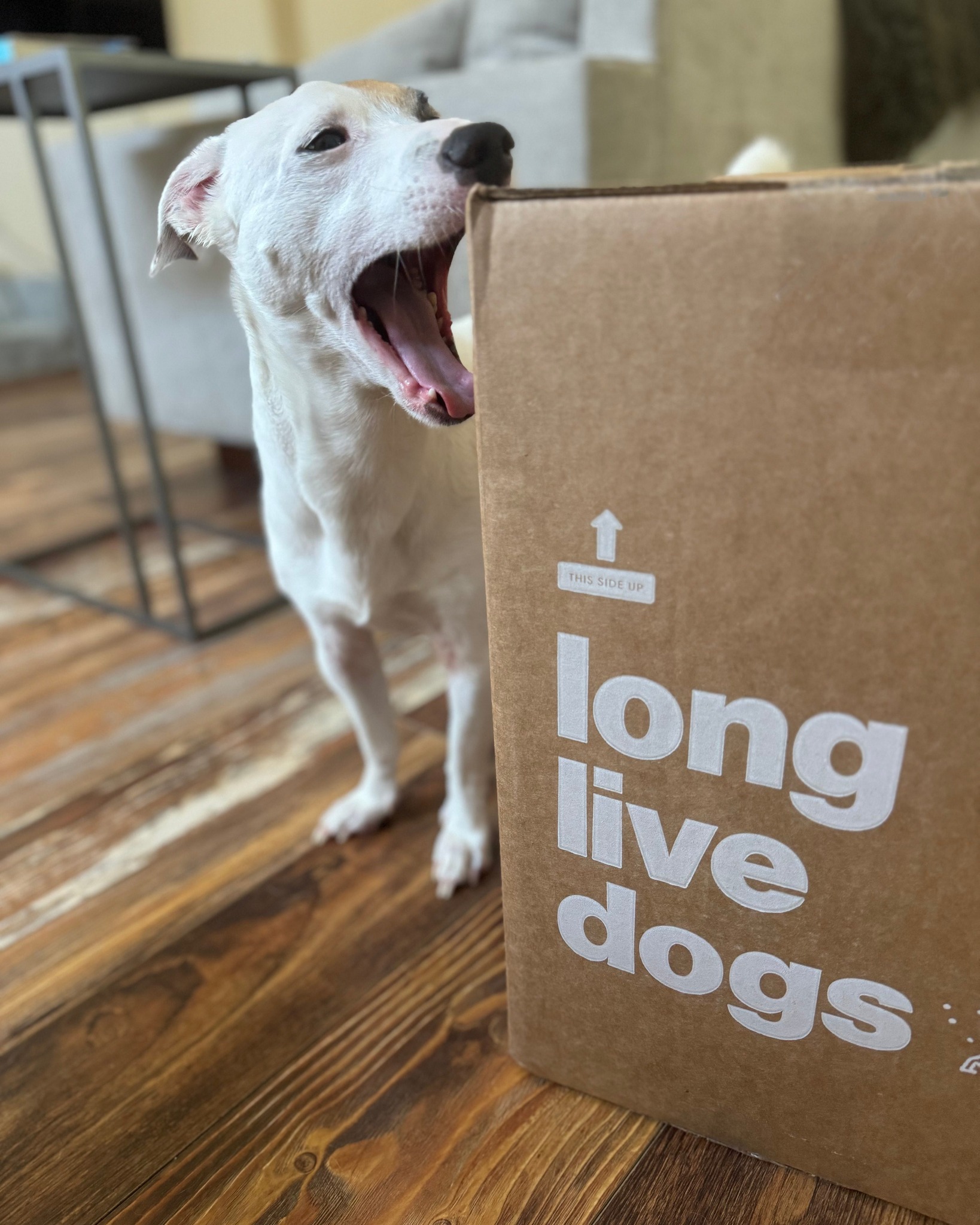 White dog playfully biting The Farmer’s Dog box labeled "long live dogs."