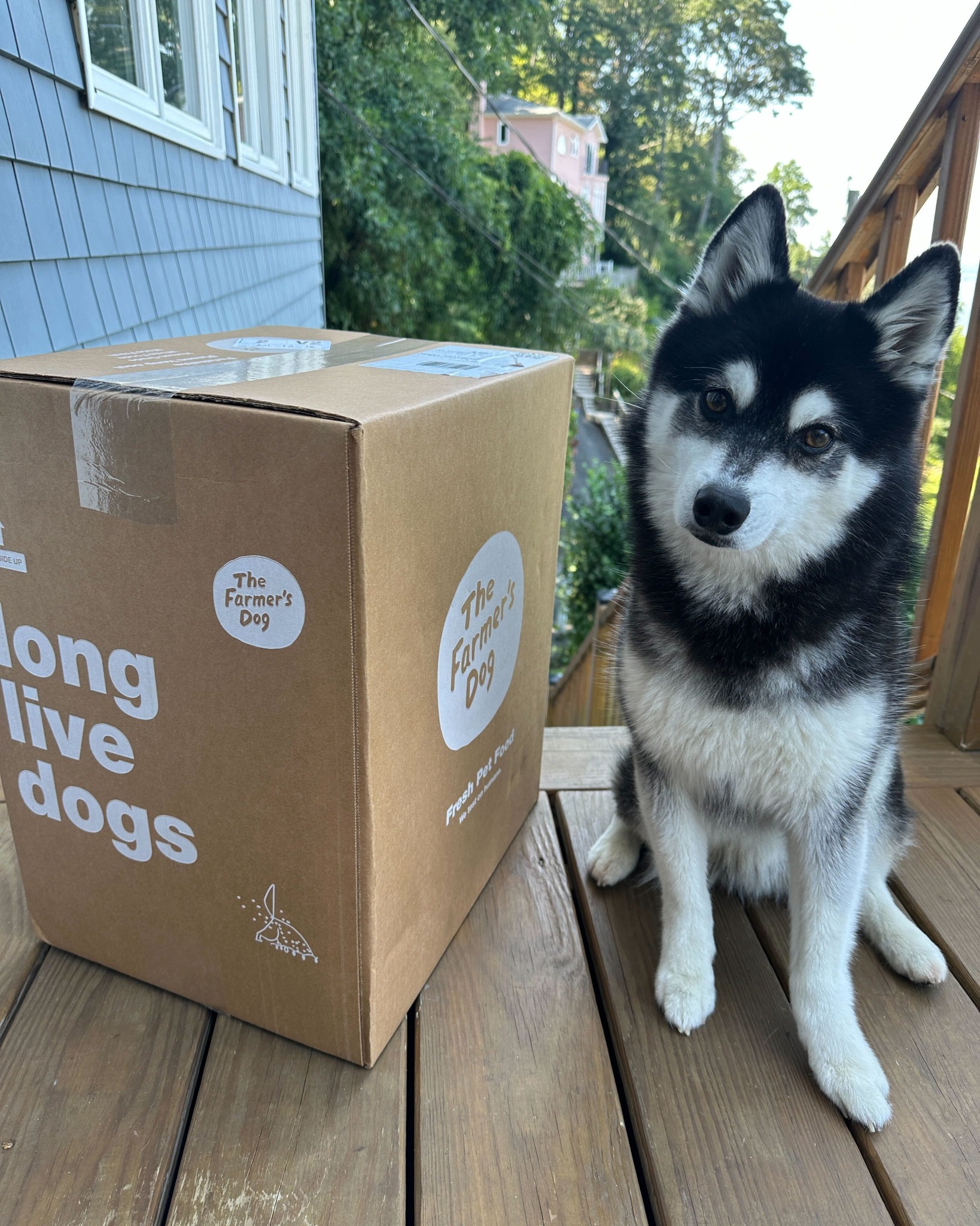 Black and white husky sitting beside a large The Farmer's Dog delivery box on a wooden porch