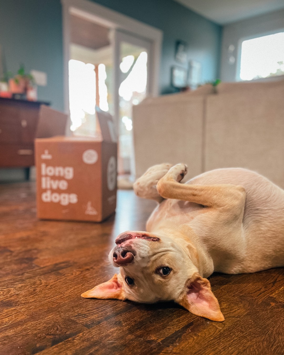 Dog lying upside down on hardwood floor next to The Farmer's Dog delivery box