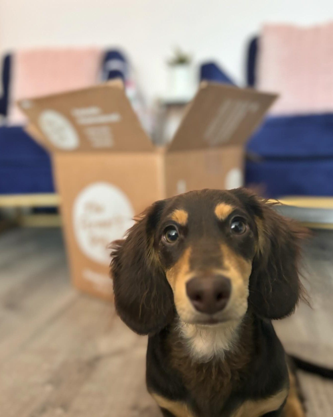 Brown long-haired dachshund looking into the camera with The Farmer's Dog box in the background