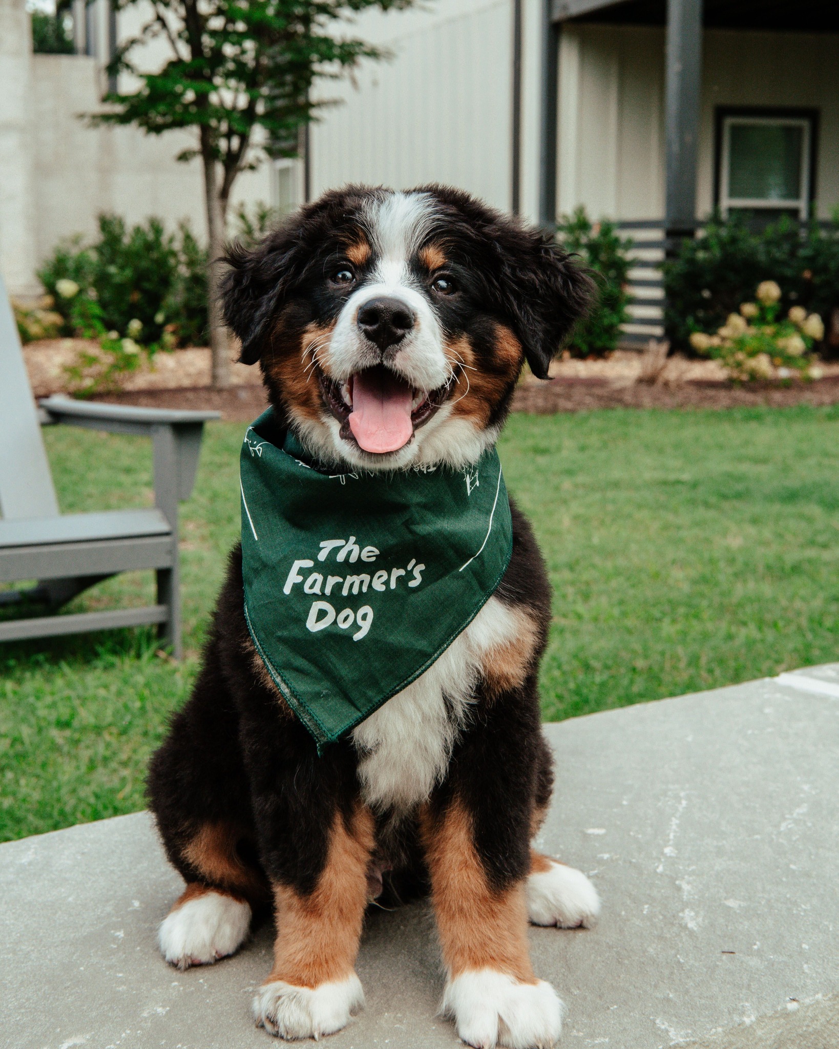 Bernese mountain dog puppy wearing The Farmer's Dog bandana sitting on concrete in a backyard