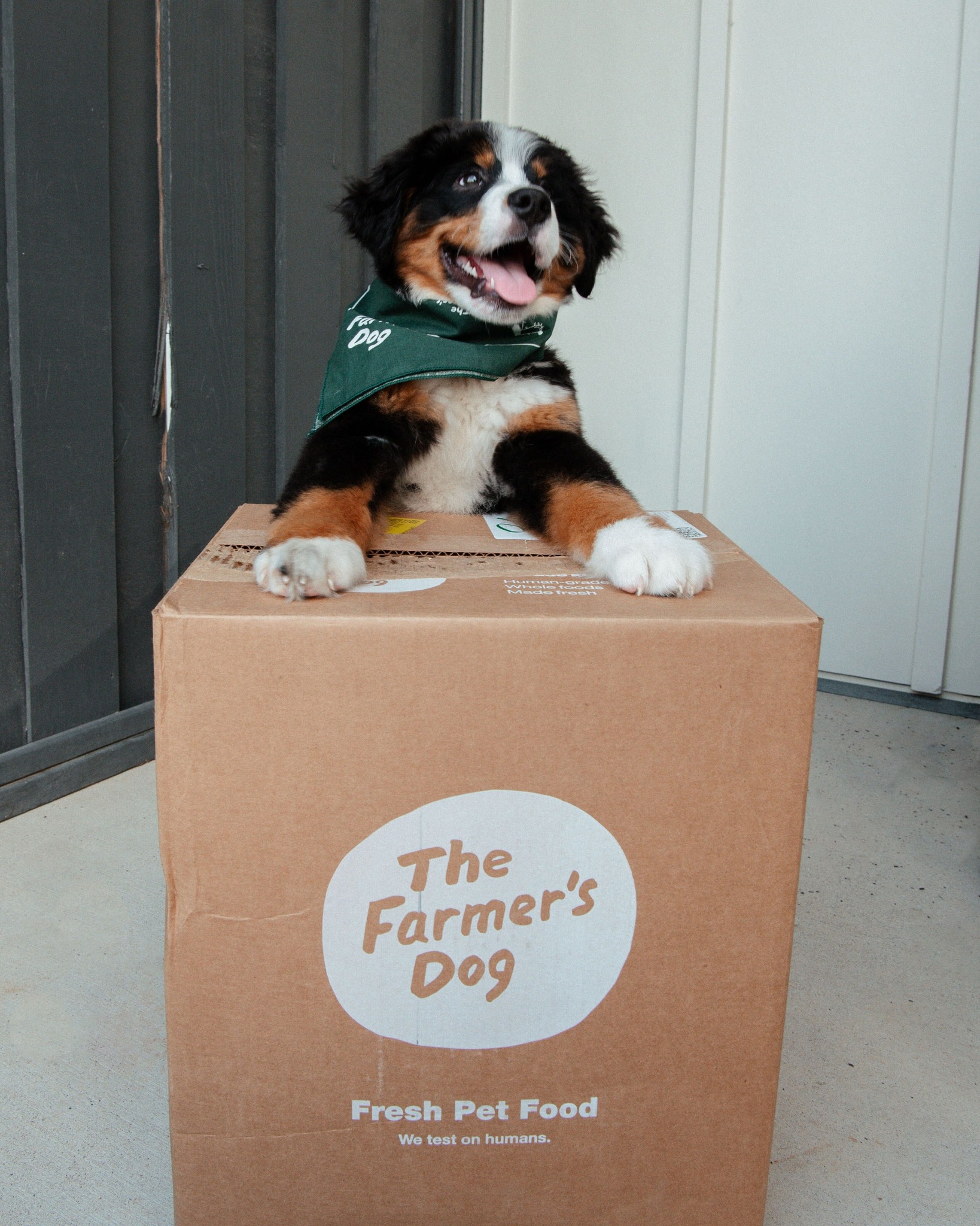 Happy Bernese mountain dog puppy with The Farmer's Dog bandana sitting on a branded food box