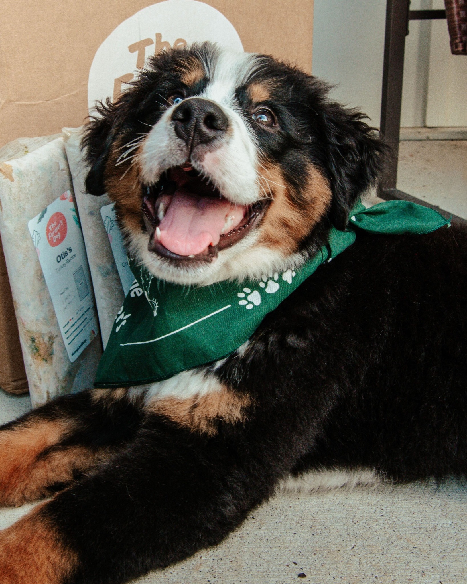 Bernese mountain dog puppy laying next to The Farmer's Dog meals and box, smiling joyfully
