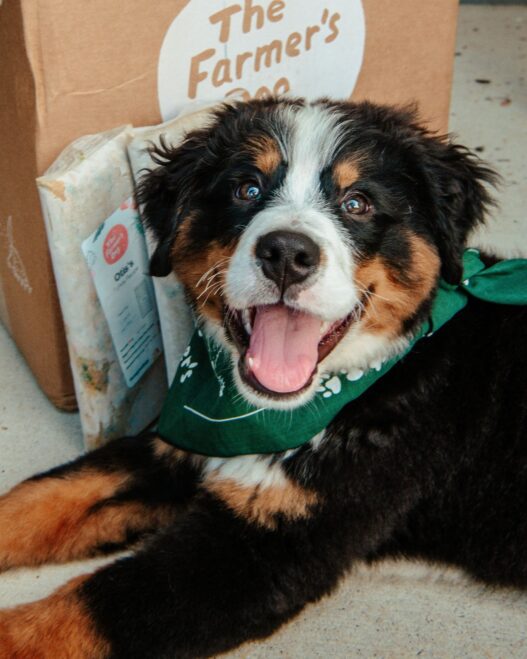 Close-up of a happy Bernese mountain dog lying next to The Farmer's Dog meals and packaging