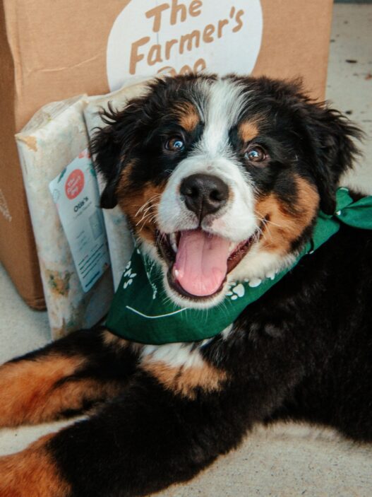 Close-up of a happy Bernese mountain dog lying next to The Farmer's Dog meals and packaging