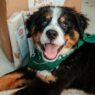 Close-up of a happy Bernese mountain dog lying next to The Farmer's Dog meals and packaging