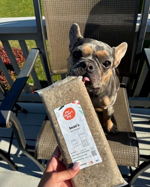 French bulldog licking a frozen pack of The Farmer's Dog beef recipe while sitting on patio chair