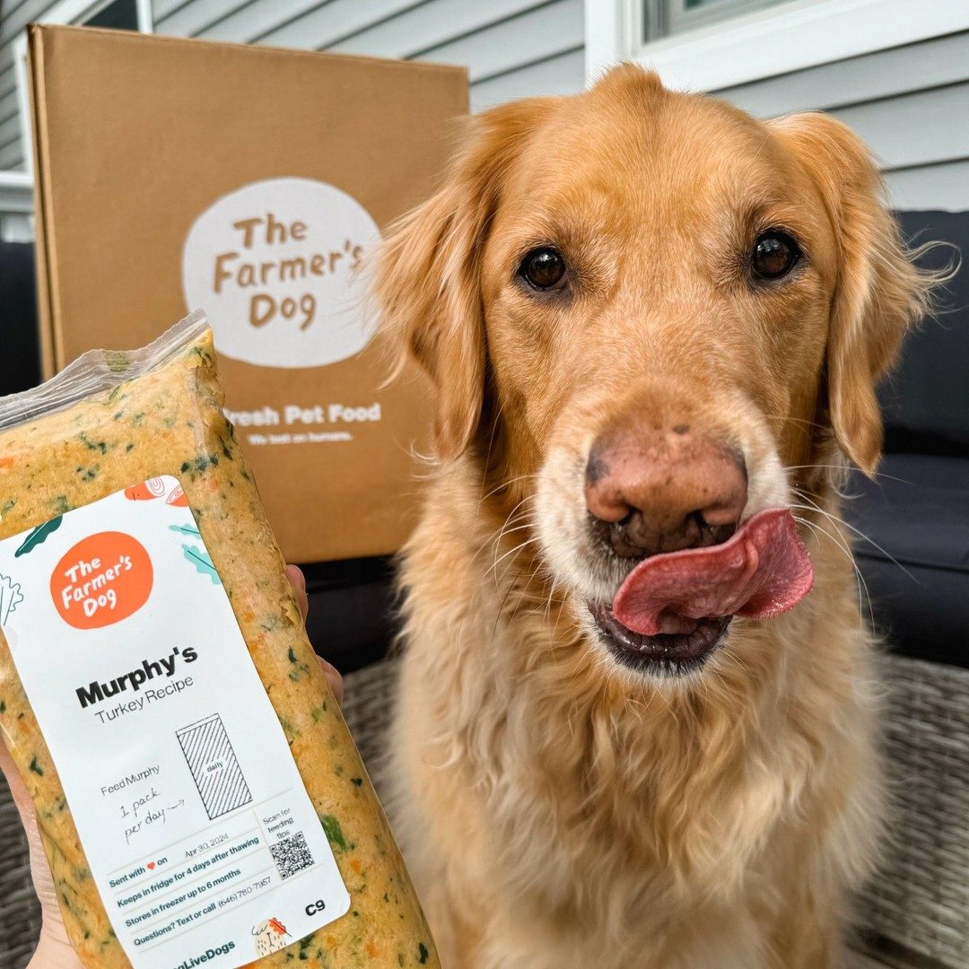 Golden retriever licking lips in front of The Farmer's Dog turkey recipe and delivery box