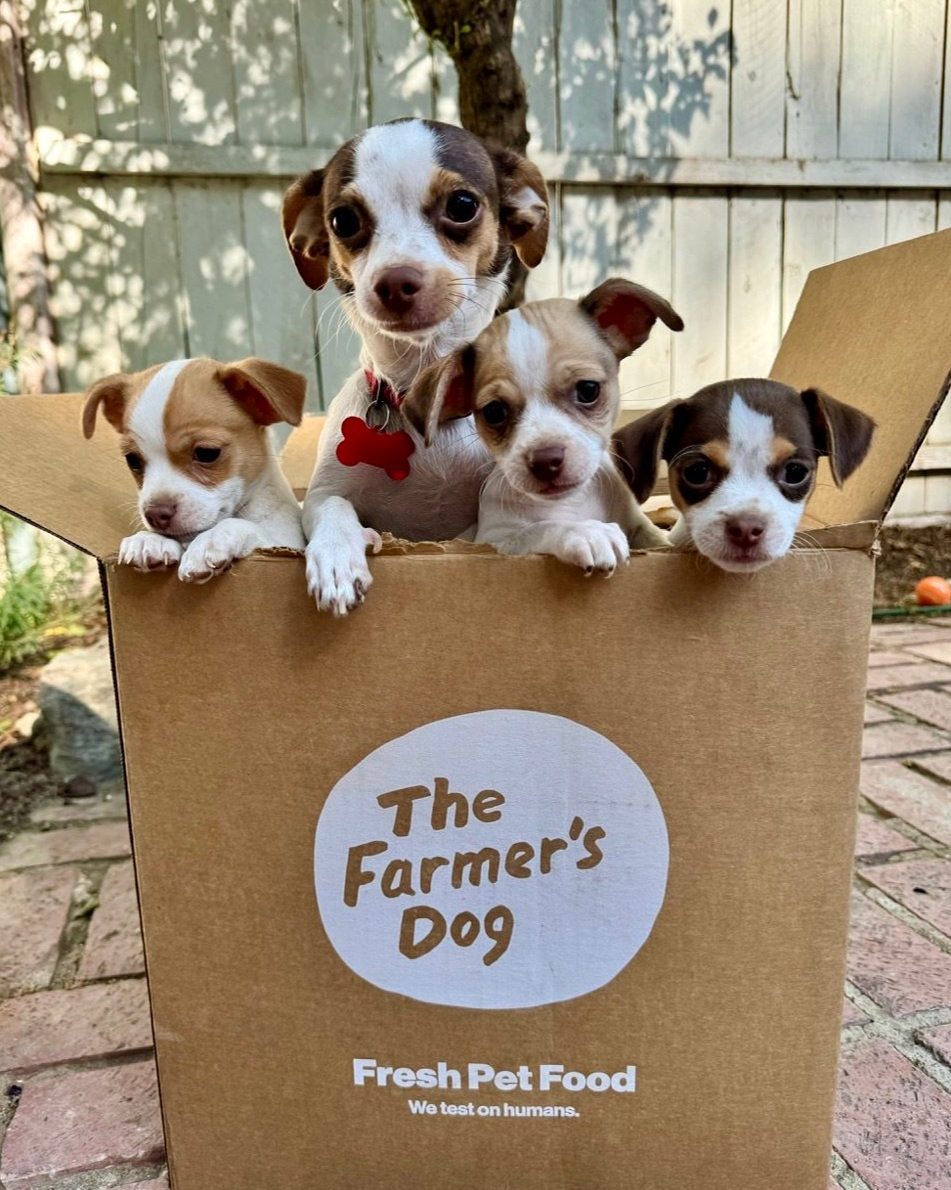 Four adorable chihuahua puppies peeking out of a branded The Farmer's Dog delivery box