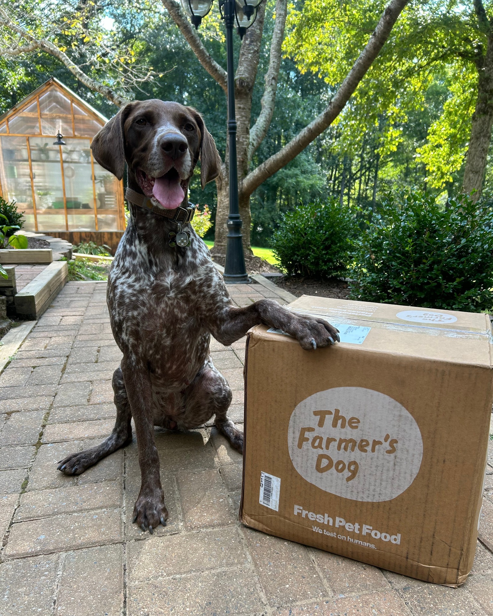 A happy German Shorthaired Pointer sits on a brick patio with one paw on a The Farmer’s Dog delivery box.