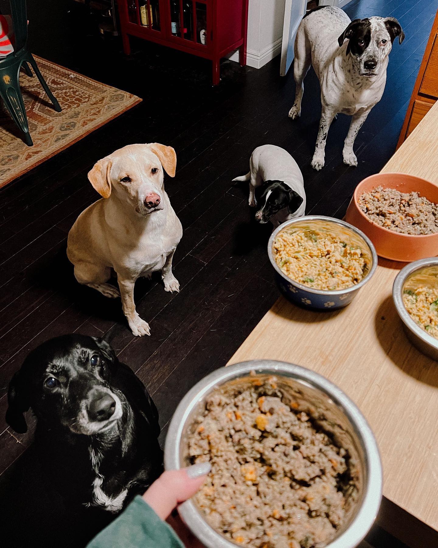 Four dogs waiting for their Farmer’s Dog meals served in bowls on the kitchen floor.