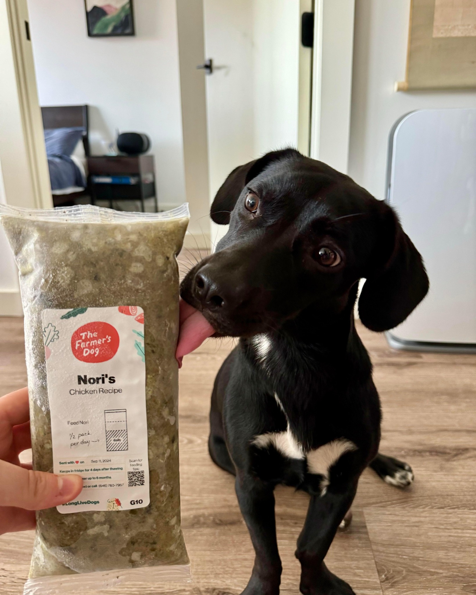 Small black dog eagerly licking a pack of The Farmer’s Dog Chicken Recipe labeled “Nori’s.”