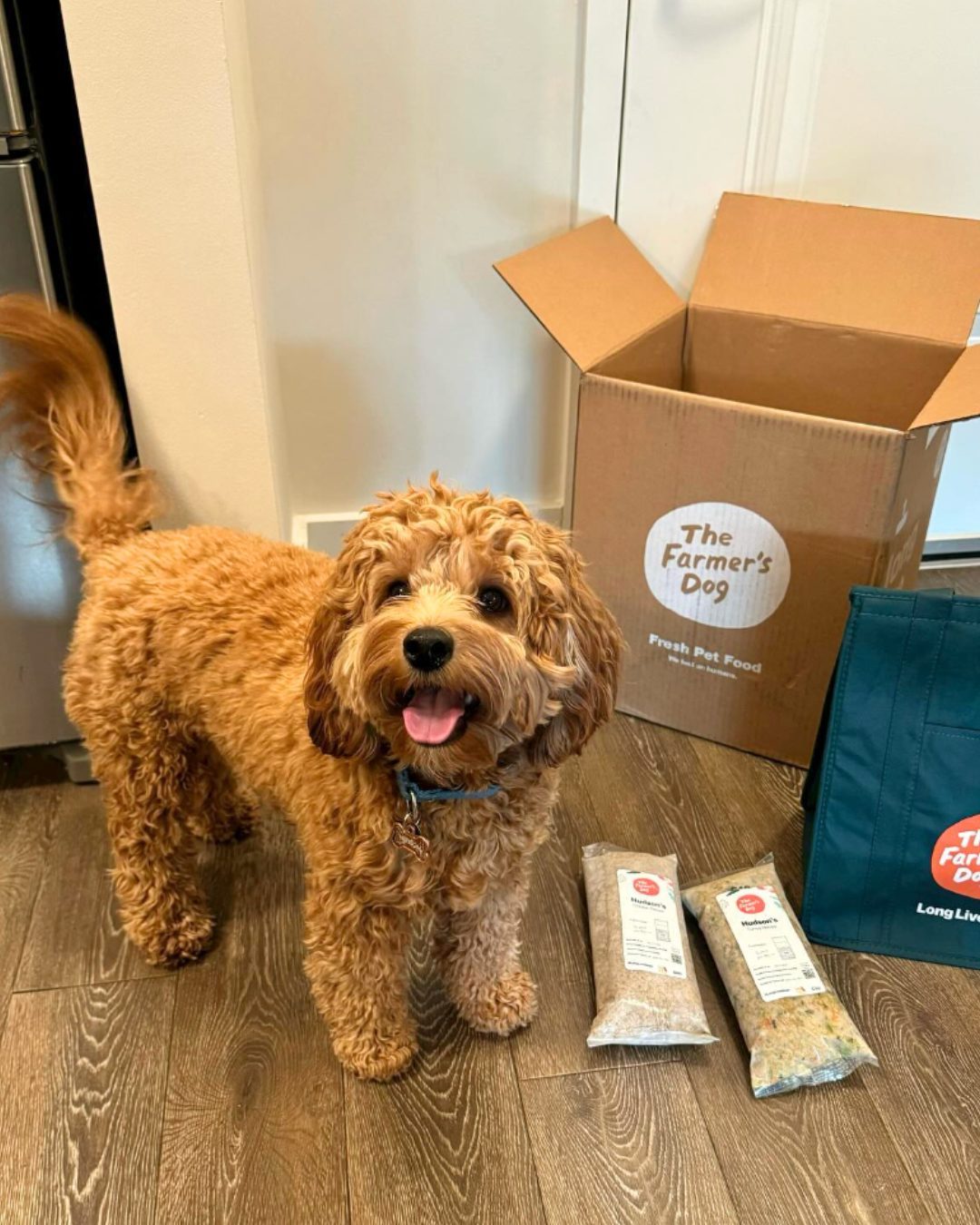 Curly-haired dog poses happily next to an open The Farmer’s Dog box and two meal packs on the kitchen floor.