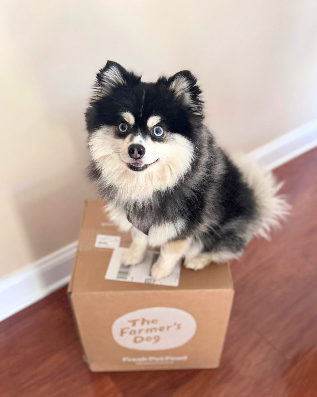 Adorable black and white Pomeranian mix with blue eyes sits proudly on a The Farmer’s Dog shipping box indoors.