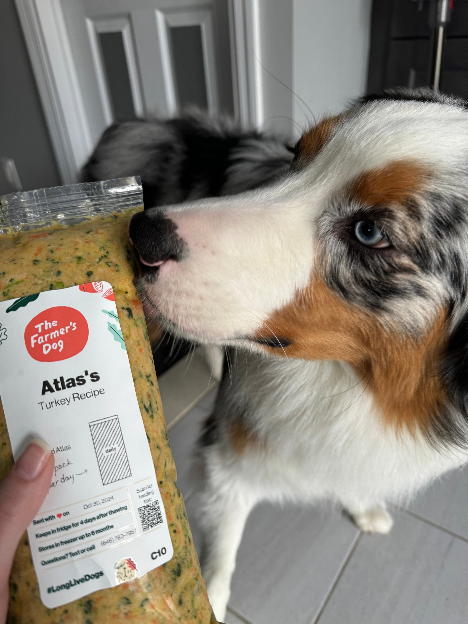 Australian Shepherd sniffs a fresh pack of The Farmer’s Dog Turkey Recipe labeled “Atlas’s.”