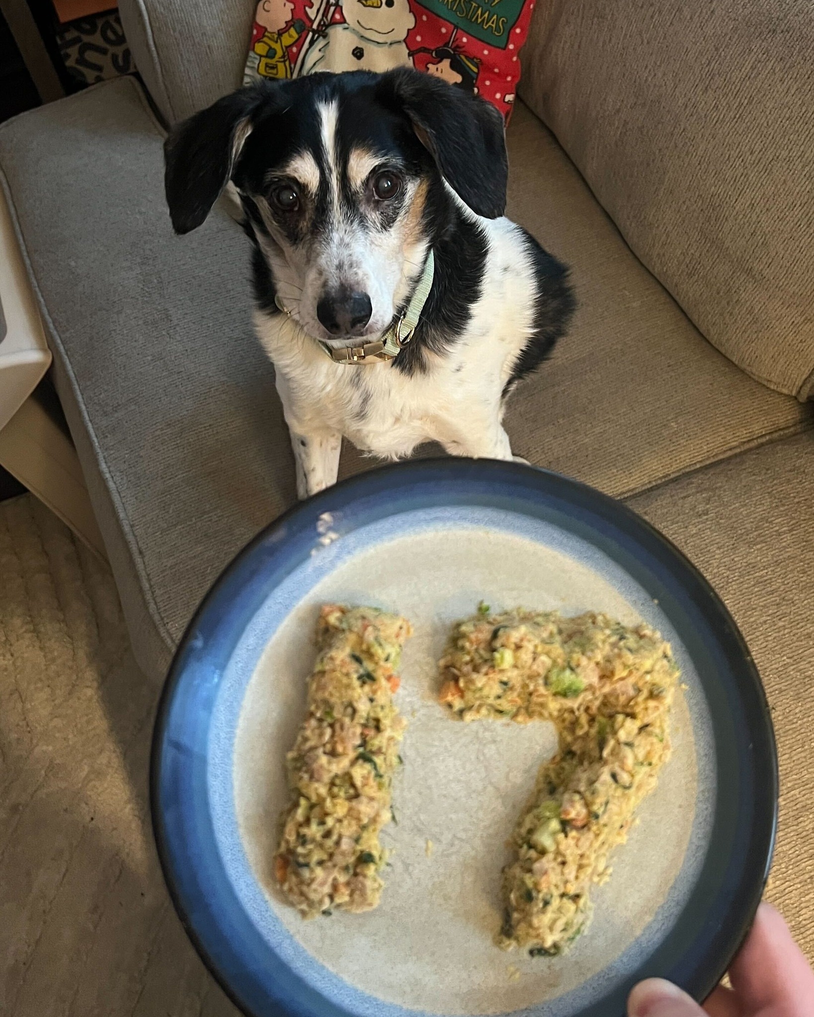 Senior dog celebrates birthday with a plate shaped into “17” using The Farmer’s Dog food.
