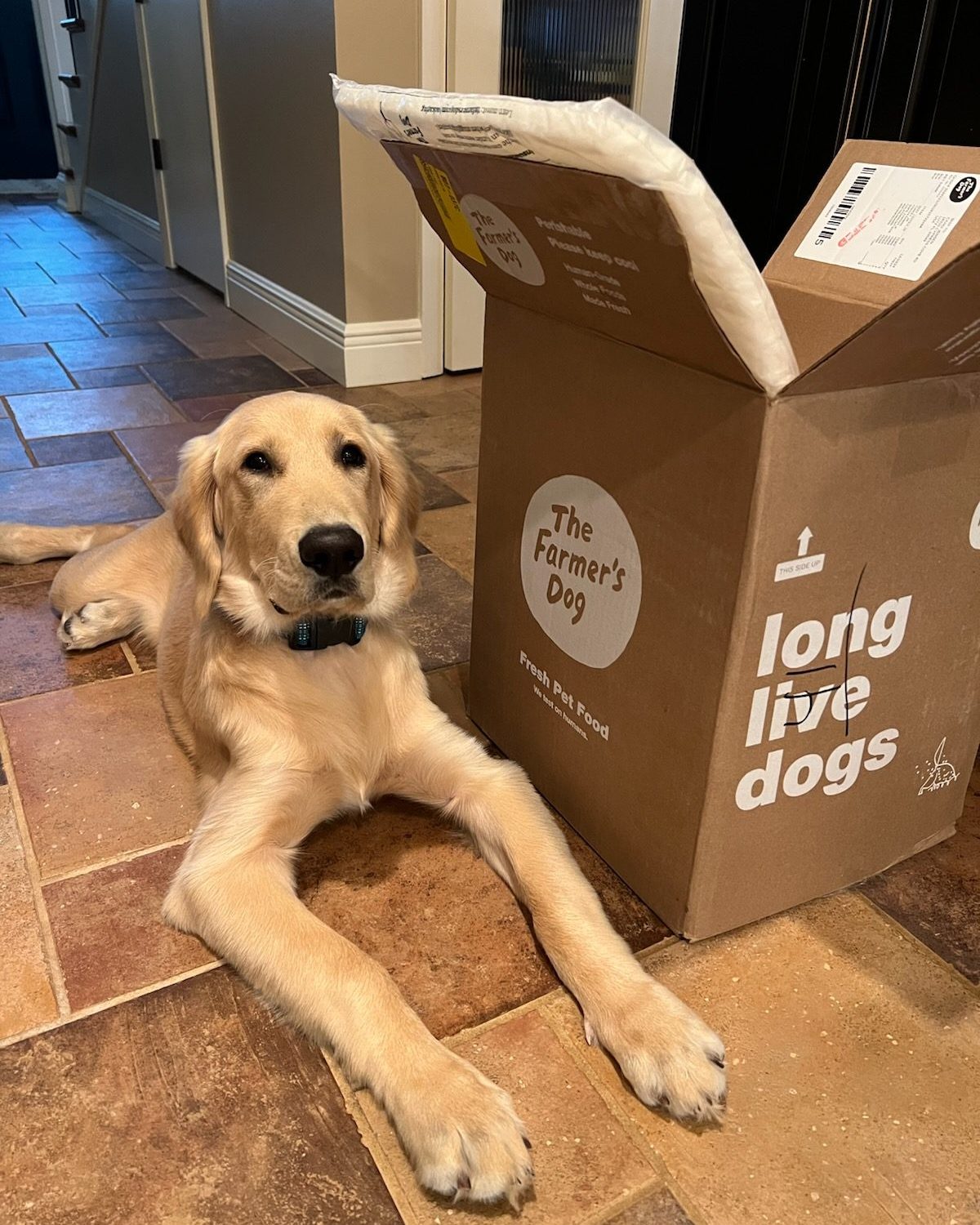 Golden Retriever puppy lies next to a The Farmer’s Dog box marked “long live dogs” on a tiled floor.
