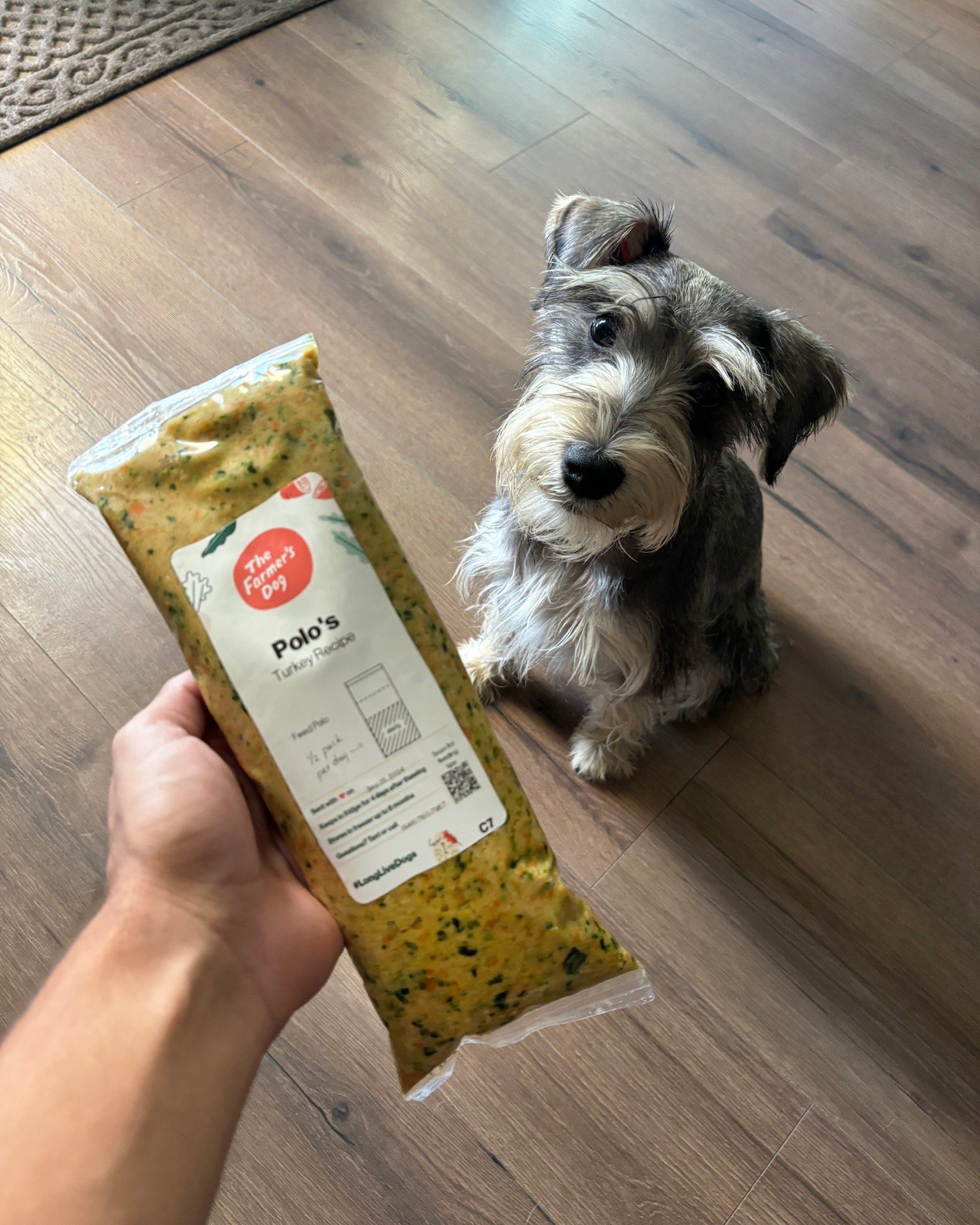 Small Schnauzer stares up at a person holding a pack of The Farmer’s Dog Turkey Recipe labeled “Polo’s.”