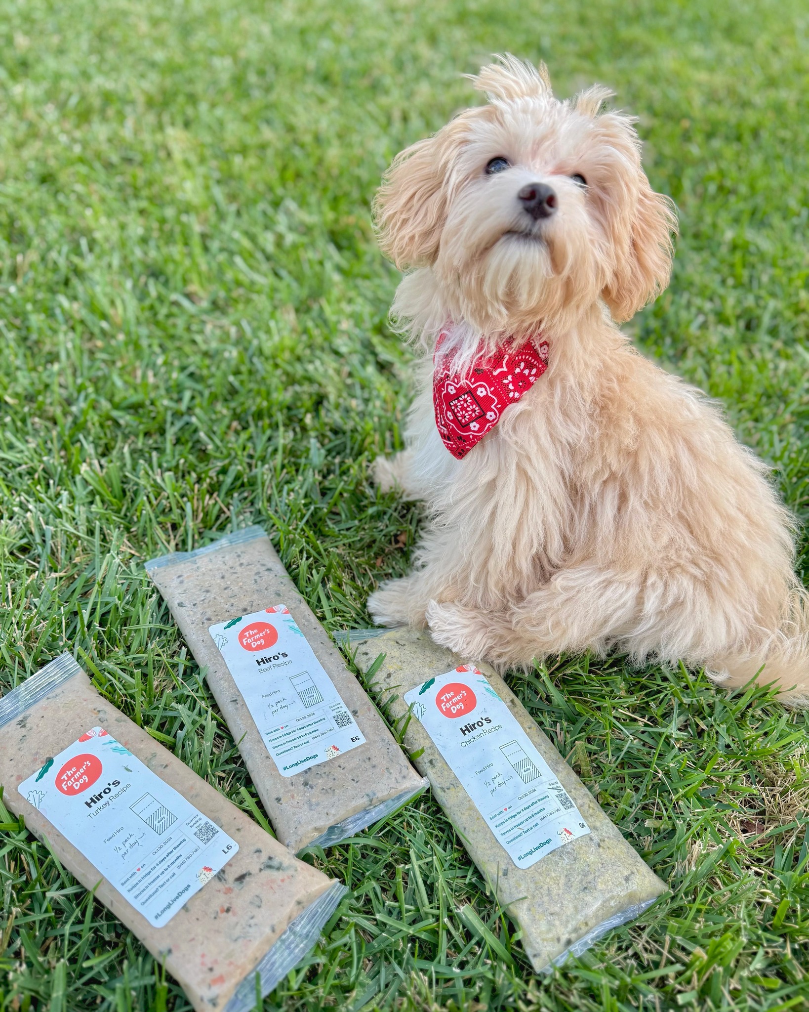 A fluffy cream-colored dog with a red bandana sits on the grass beside three labeled The Farmer’s Dog meal packs, showcasing beef, turkey, and chicken recipes.
