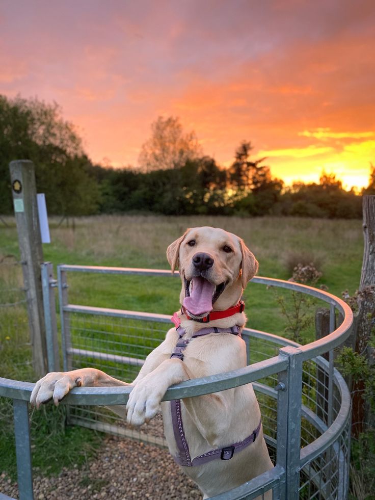 Labrador Retriever standing on a gate during sunset with a joyful expression