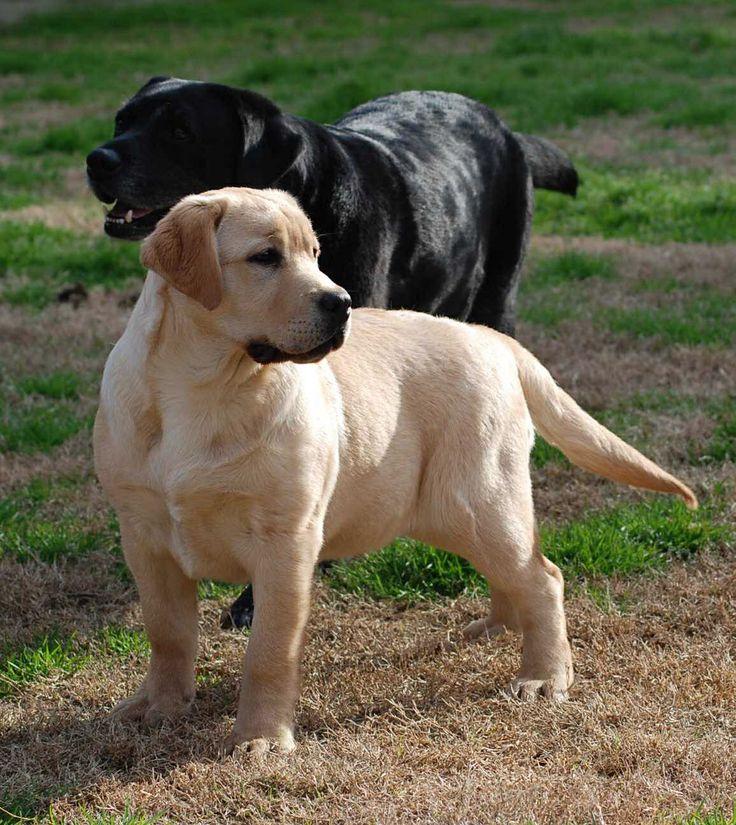 Yellow Labrador Retriever puppy standing on grass with a black Labrador in the background