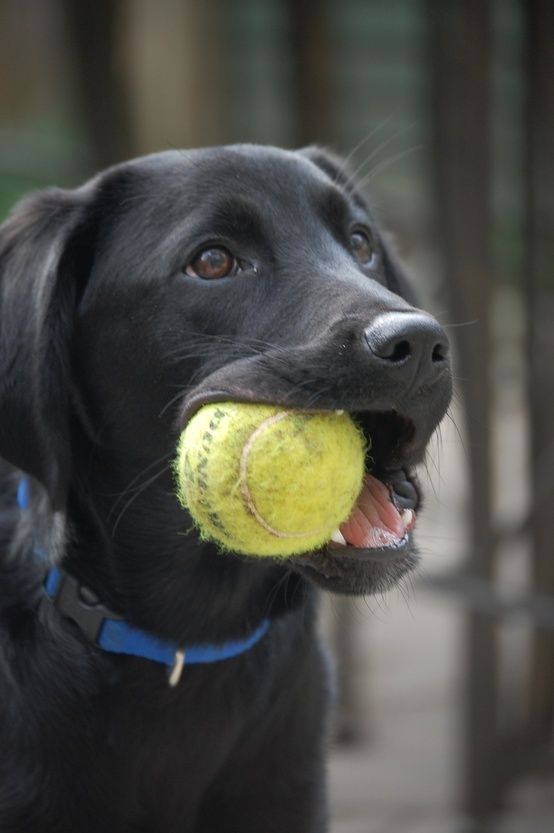 Black Labrador retriever holding a yellow tennis ball in its mouth outdoors.