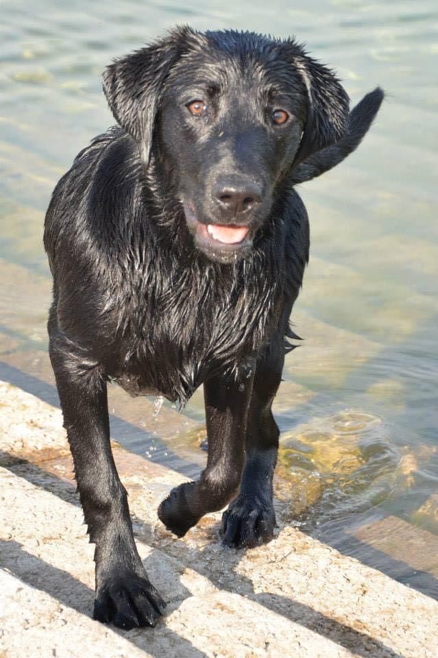 Wet black Labrador retriever walking out of a lake with a happy expression.